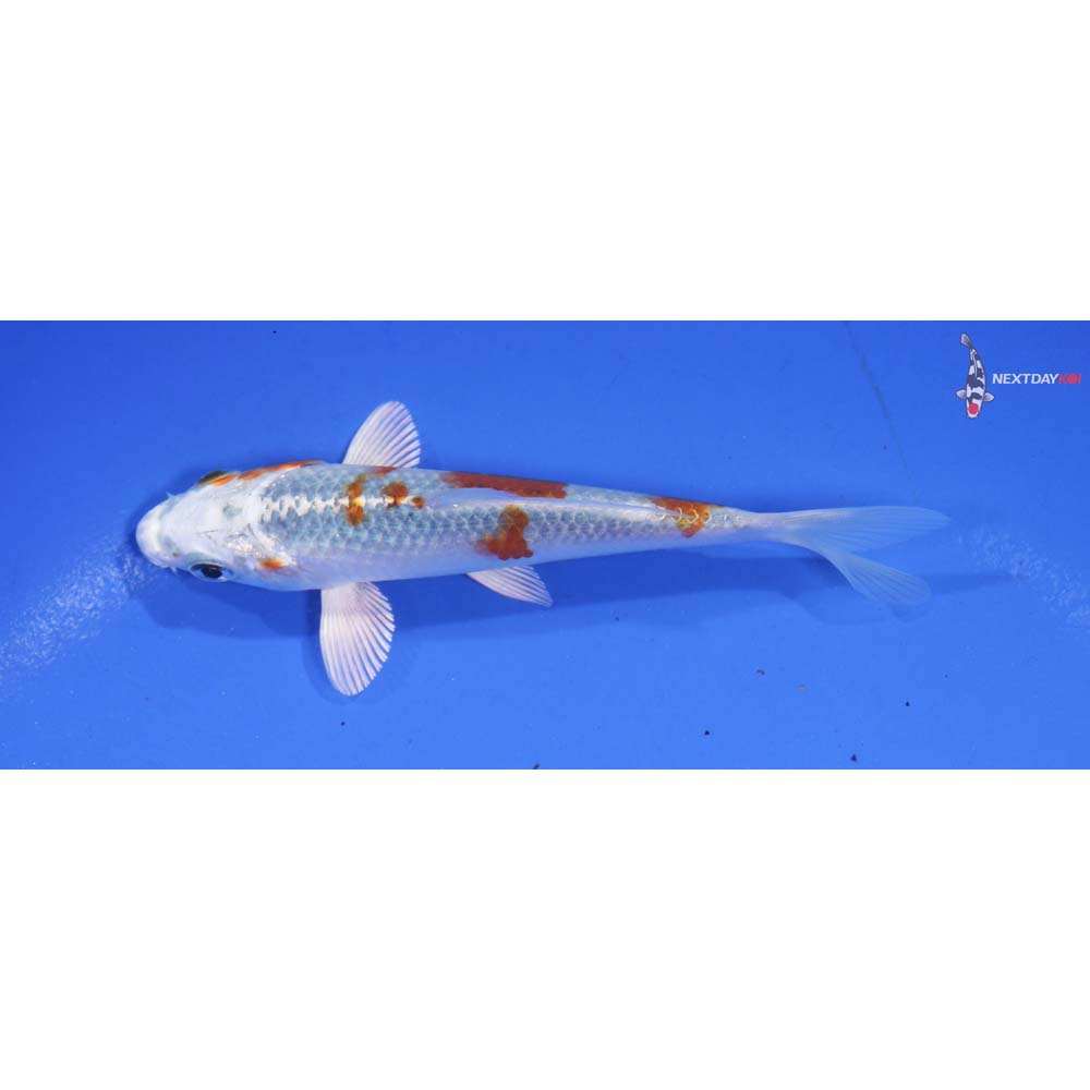 4.5” Imported Yamato Nishiki