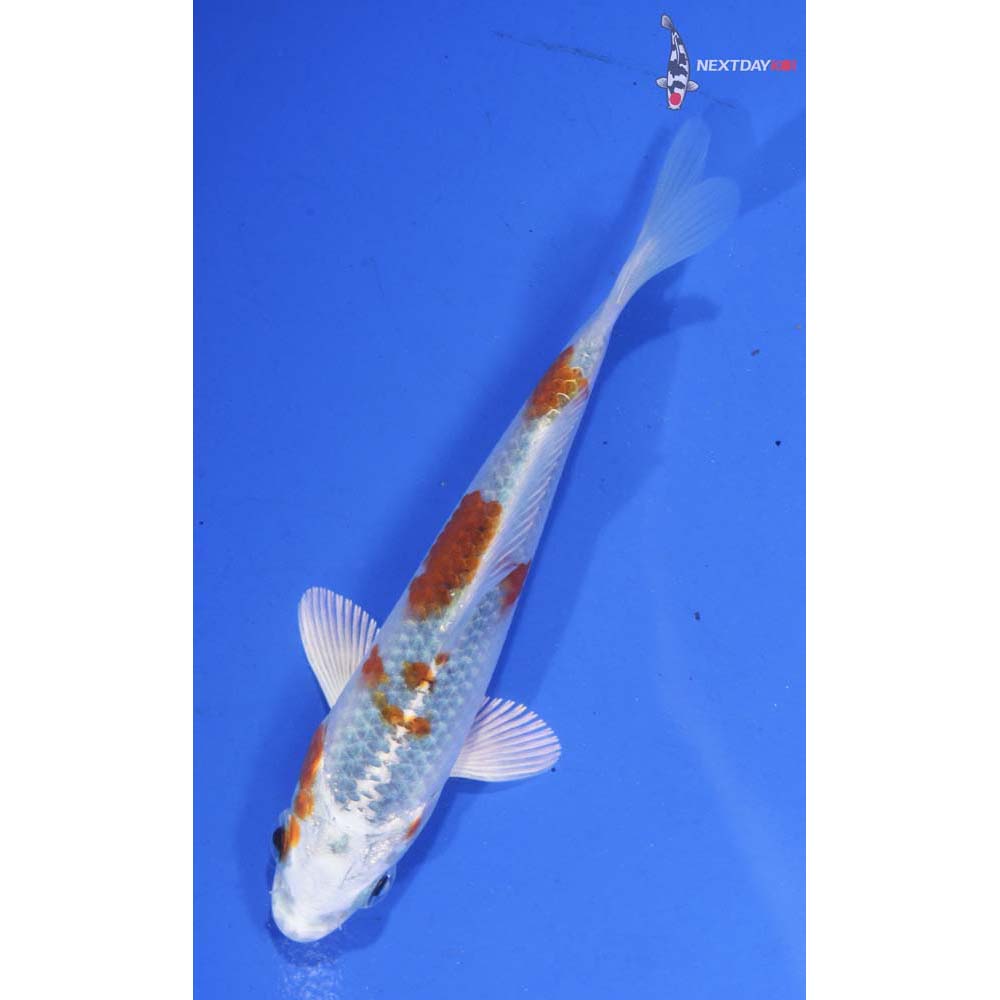 4.5” Imported Yamato Nishiki