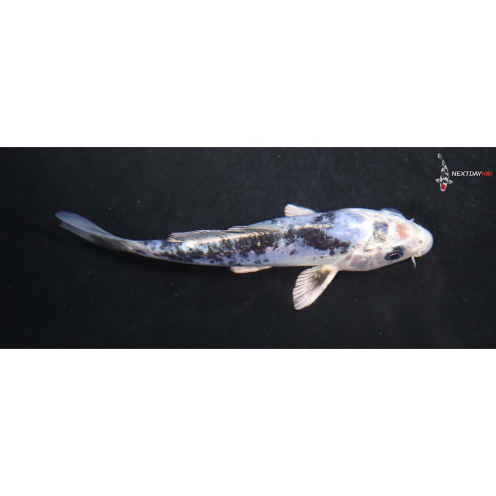 4.5” Imported Gin Shiro Bekko
