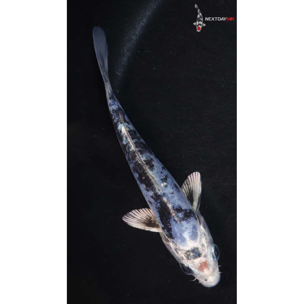 4.5” Imported Gin Shiro Bekko