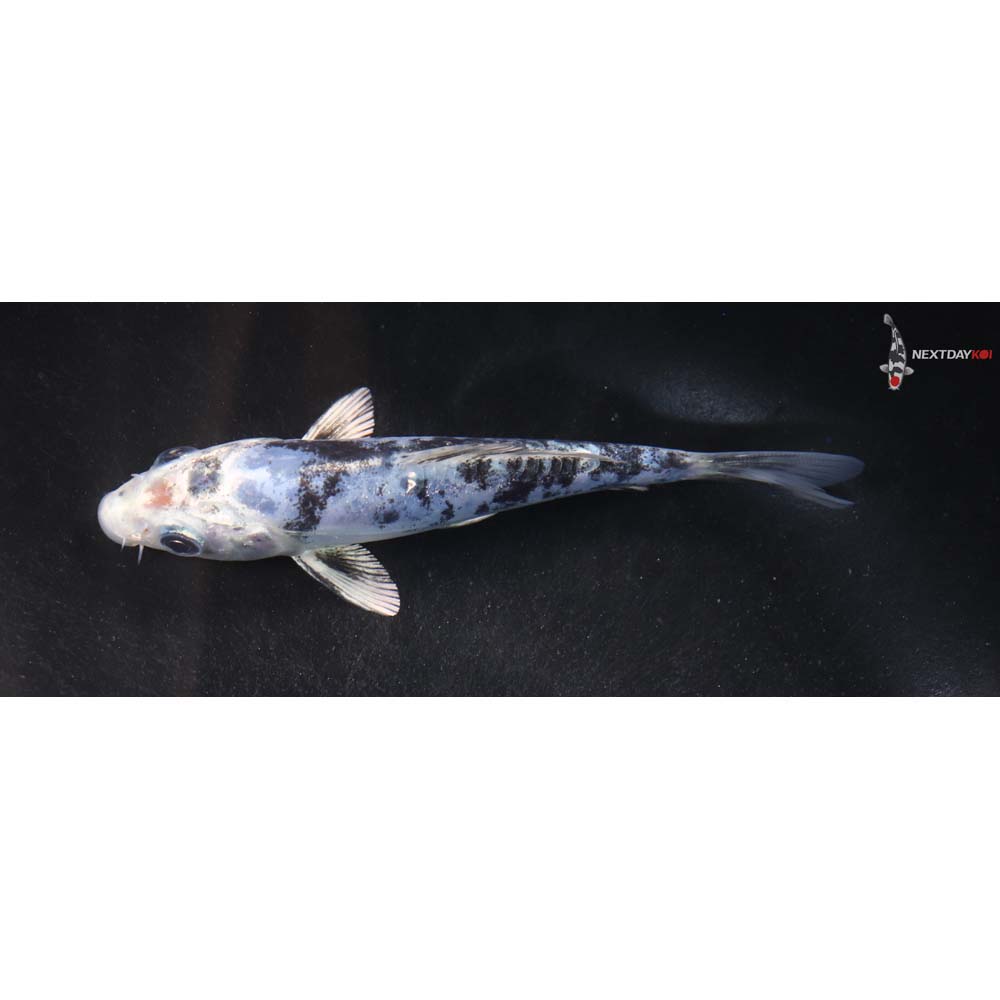 4.5” Imported Gin Shiro Bekko