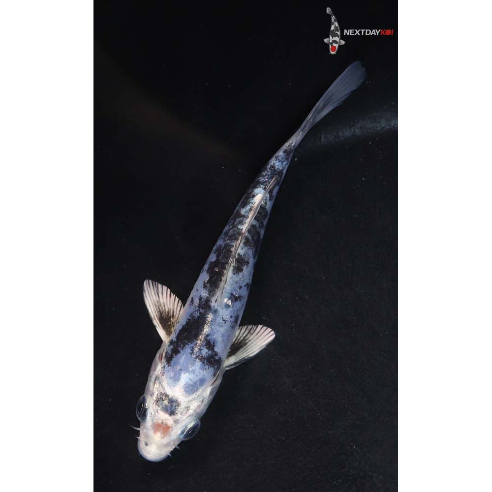 4.5” Imported Gin Shiro Bekko