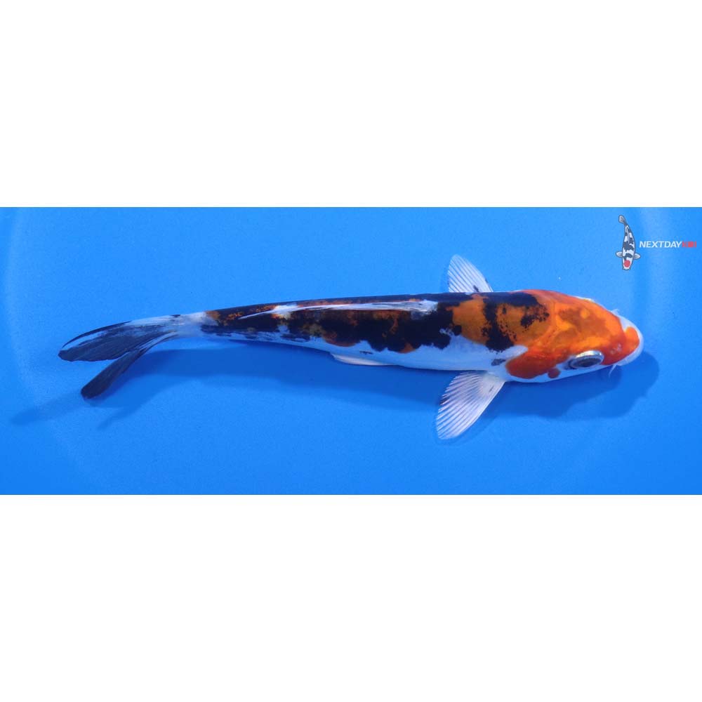 5” Imported Heisei Nishiki