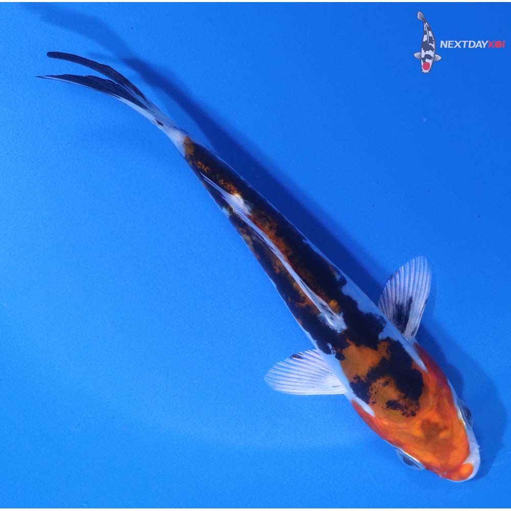 5” Imported Heisei Nishiki