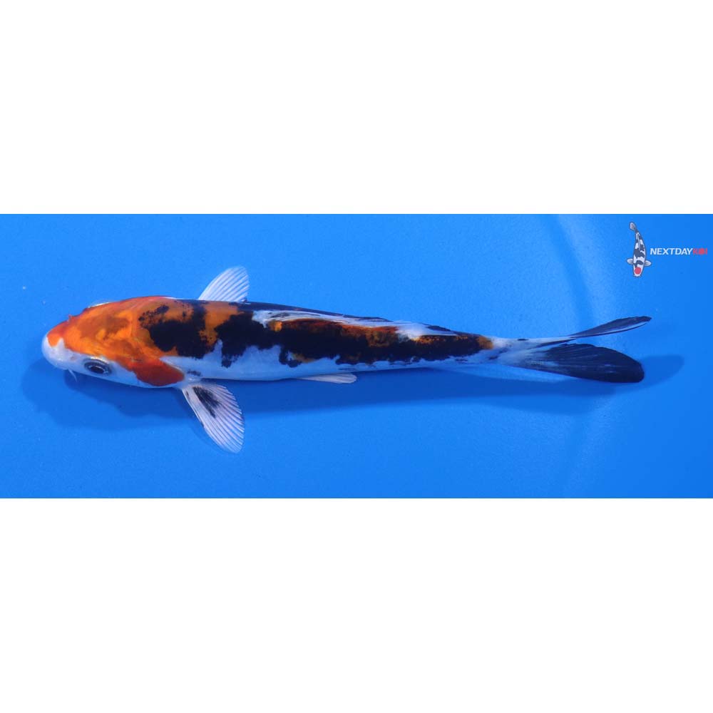 5” Imported Heisei Nishiki