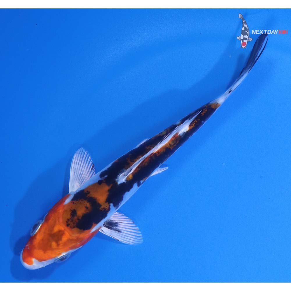 5” Imported Heisei Nishiki