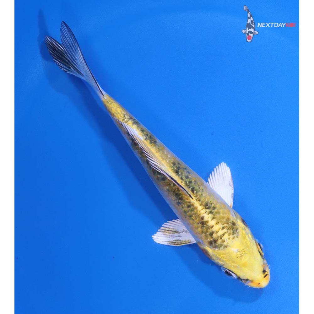 5” Imported Yamato Nishiki