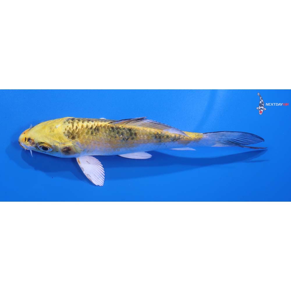 5” Imported Yamato Nishiki
