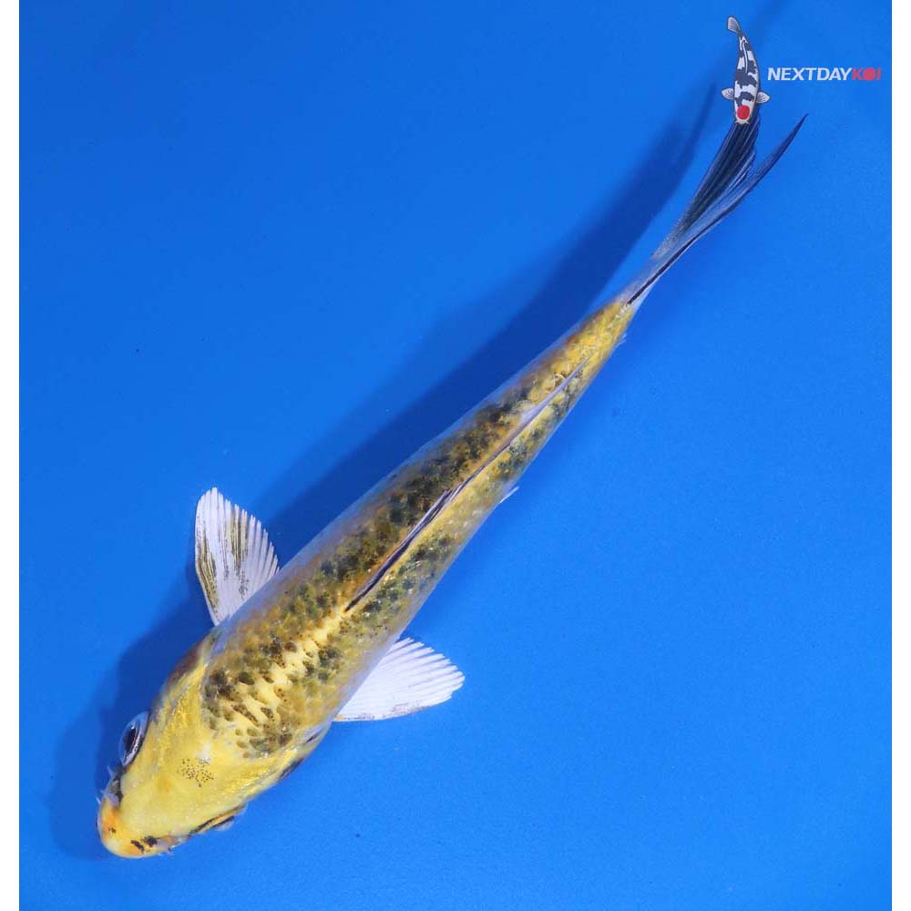 5” Imported Yamato Nishiki
