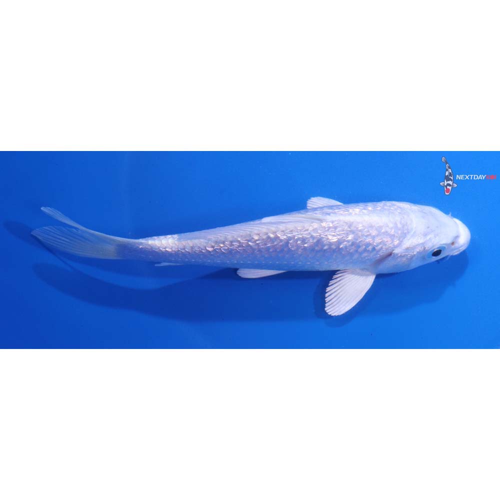 5.5” Imported Gin Rin Platinum Ogon