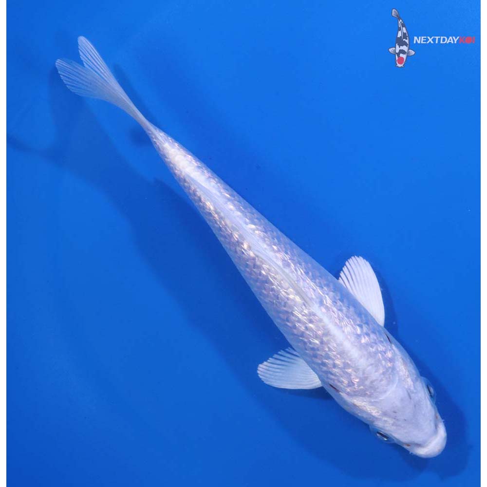 5.5” Imported Gin Rin Platinum Ogon