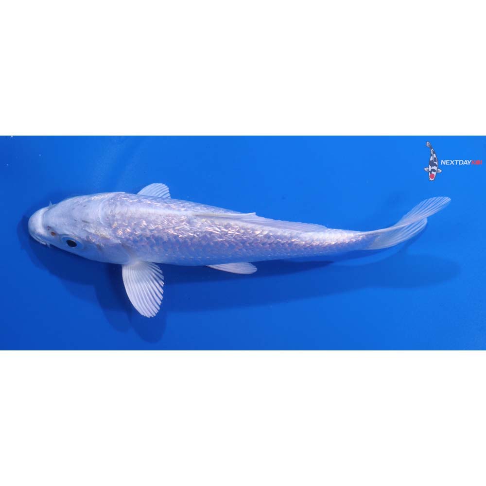 5.5” Imported Gin Rin Platinum Ogon