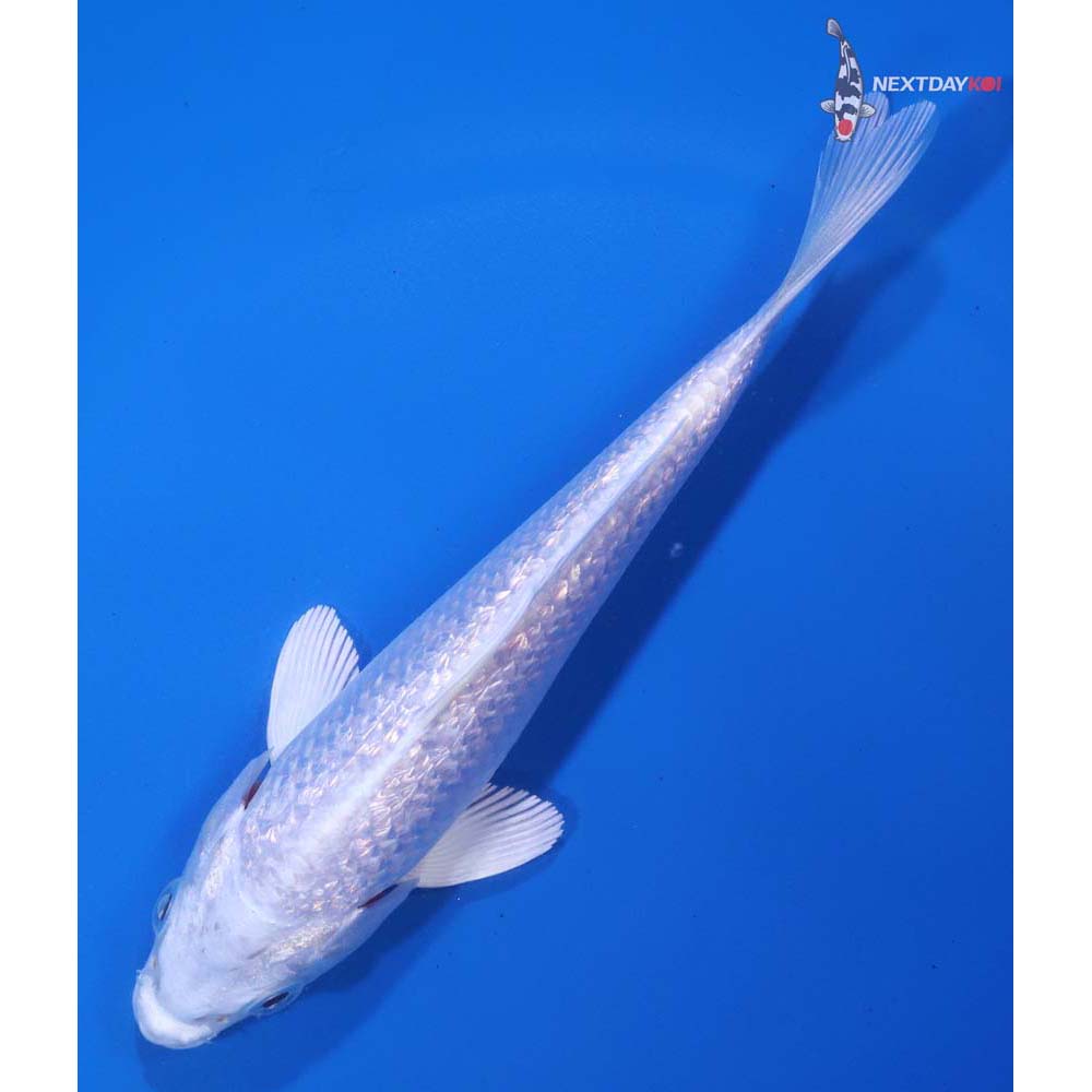 5.5” Imported Gin Rin Platinum Ogon