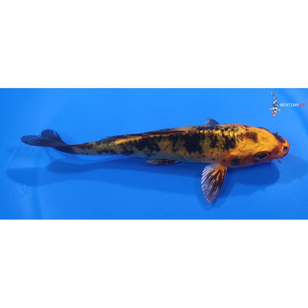 5.5” Imported Kin Aka Bekko