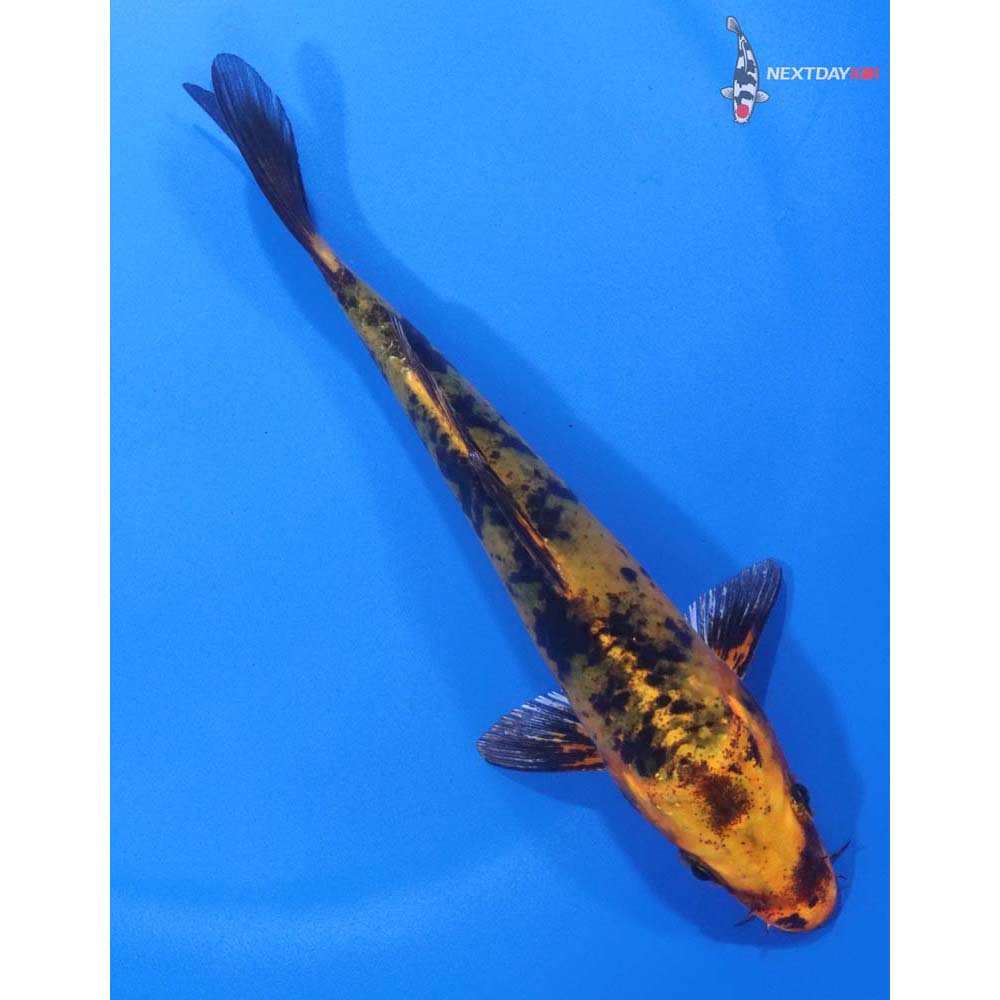 5.5” Imported Kin Aka Bekko