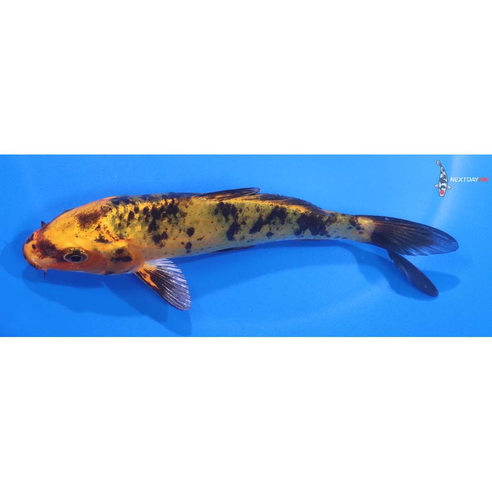 5.5” Imported Kin Aka Bekko