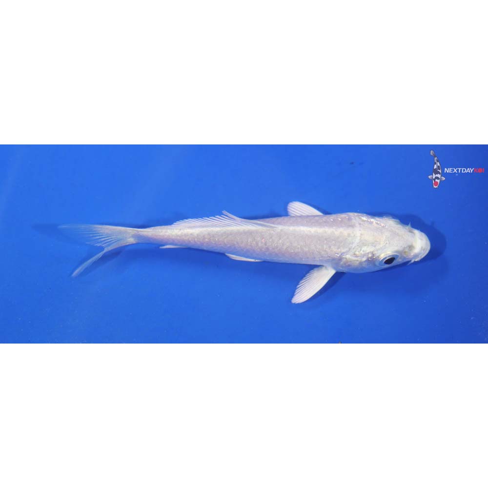 3” Imported Platinum Ogon