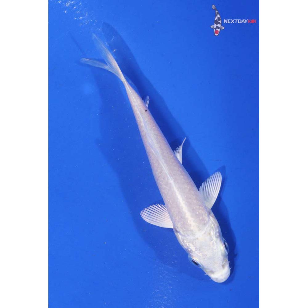 3” Imported Platinum Ogon