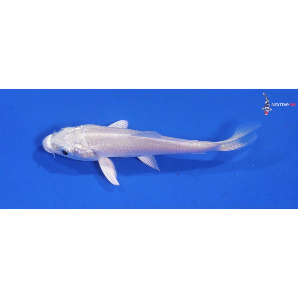 3” Imported Platinum Ogon