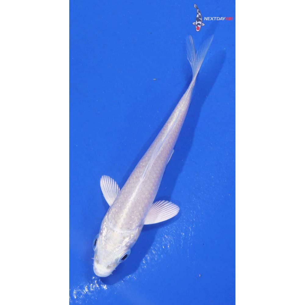 3” Imported Platinum Ogon