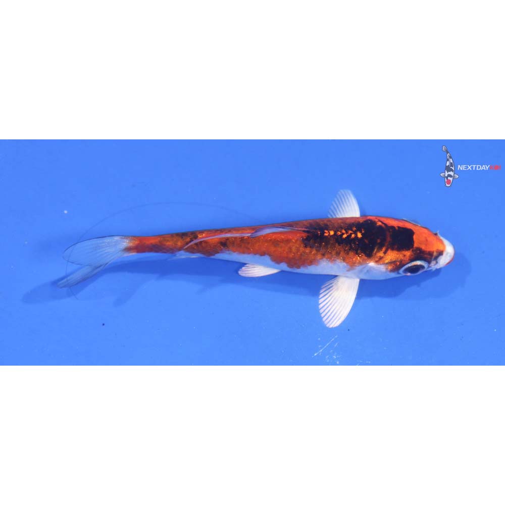 3.5” Imported Kujaku