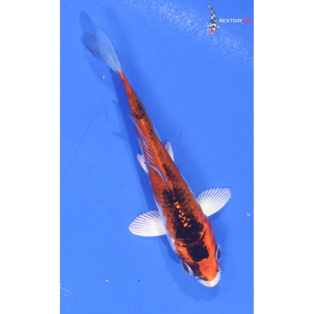 3.5” Imported Kujaku
