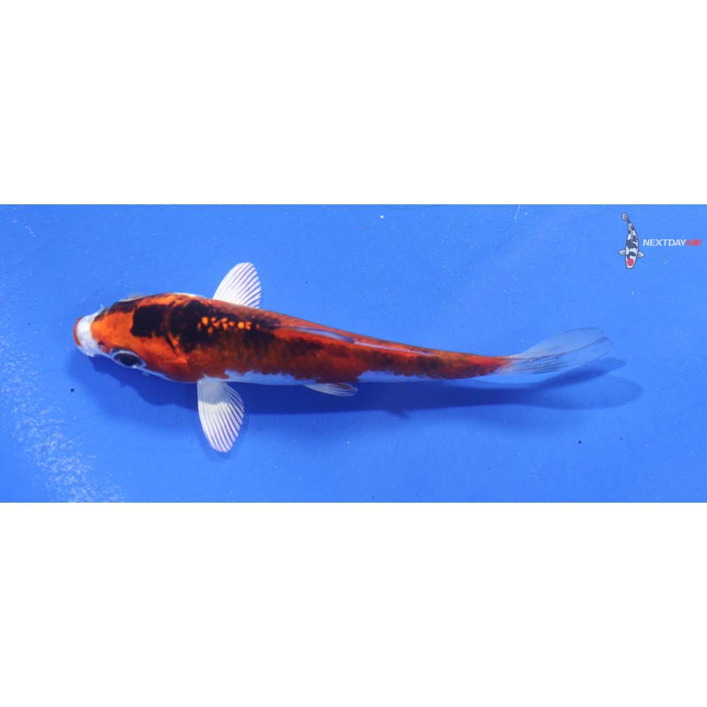 3.5” Imported Kujaku