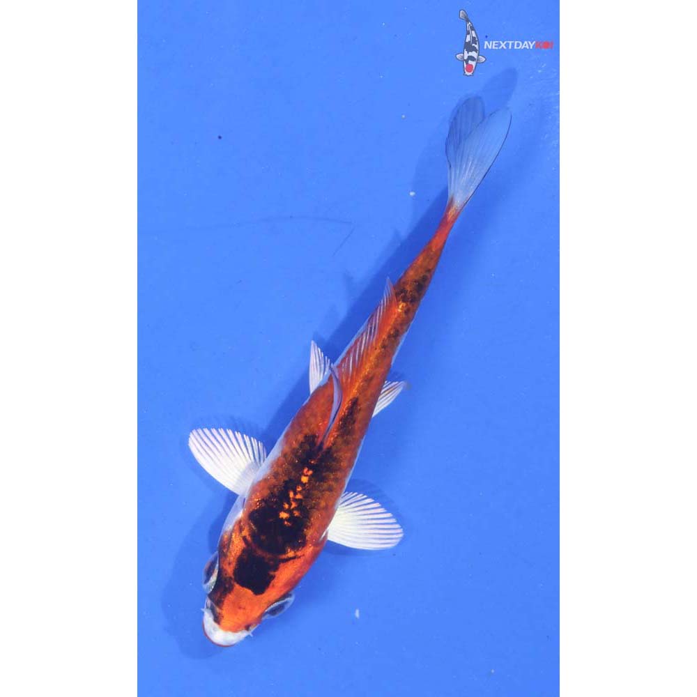 3.5” Imported Kujaku