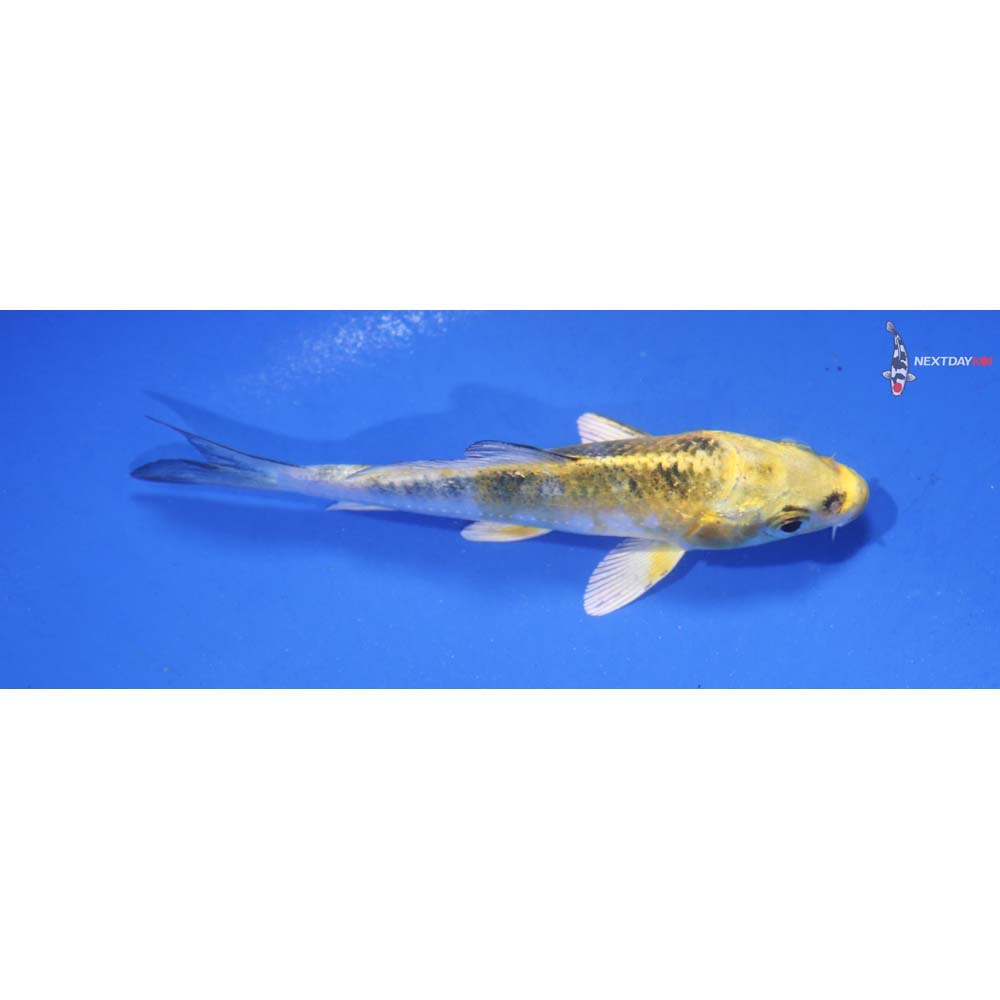 3.5” Imported Kujaku