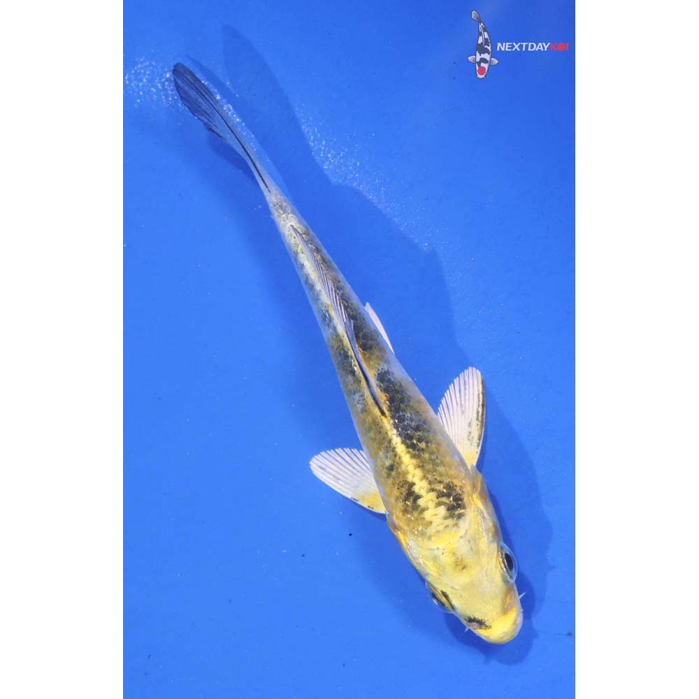 3.5” Imported Kujaku