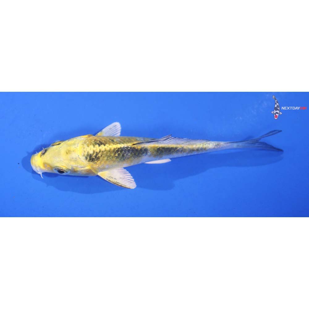 3.5” Imported Kujaku