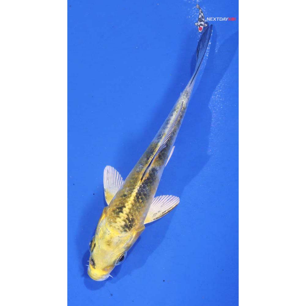 3.5” Imported Kujaku