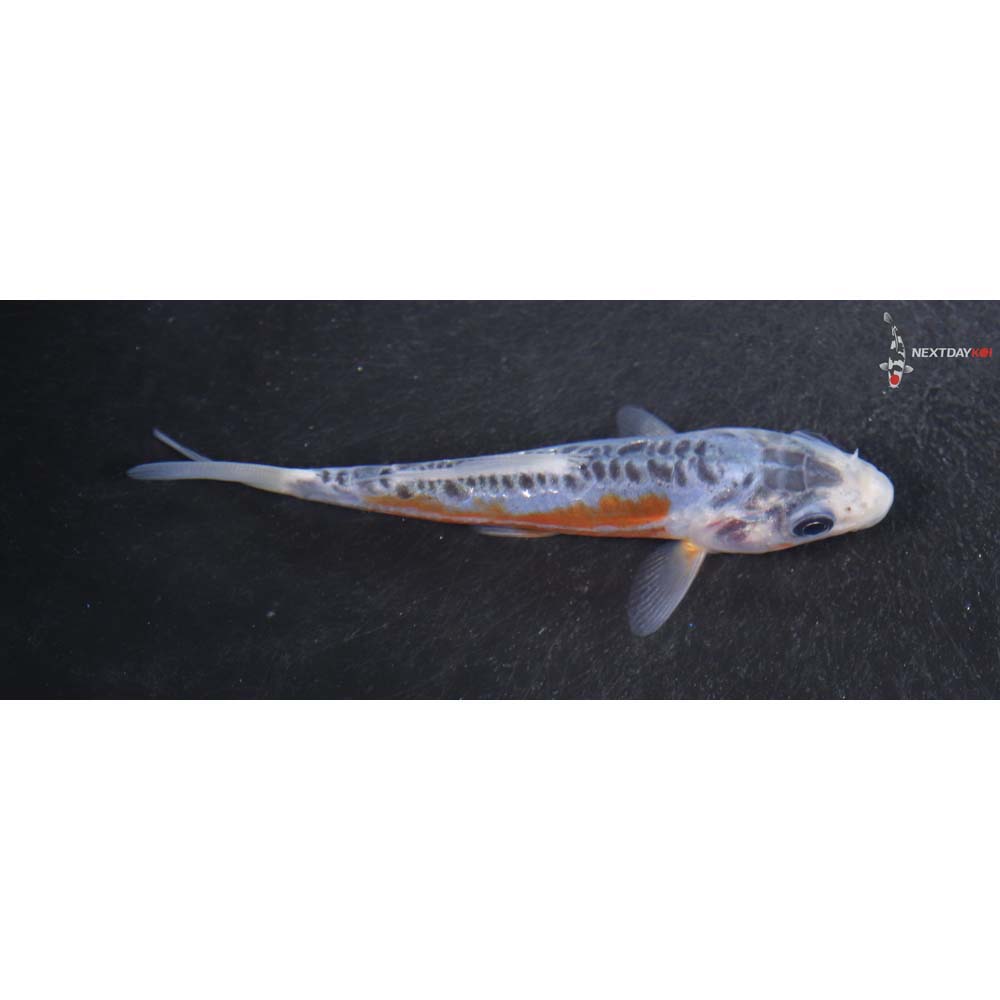 3.5” Imported Shusui