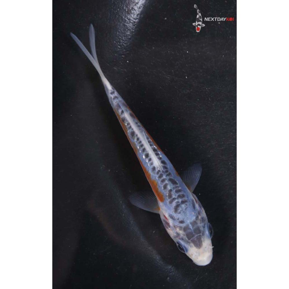 3.5” Imported Shusui