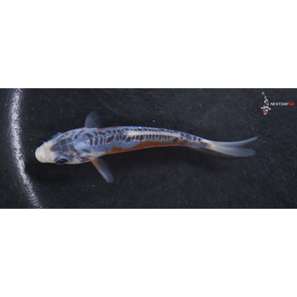 3.5” Imported Shusui