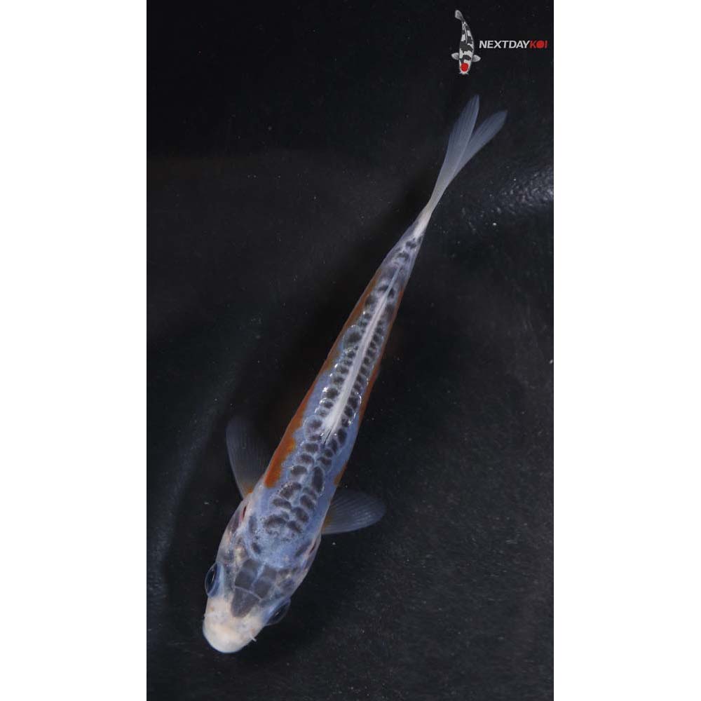 3.5” Imported Shusui