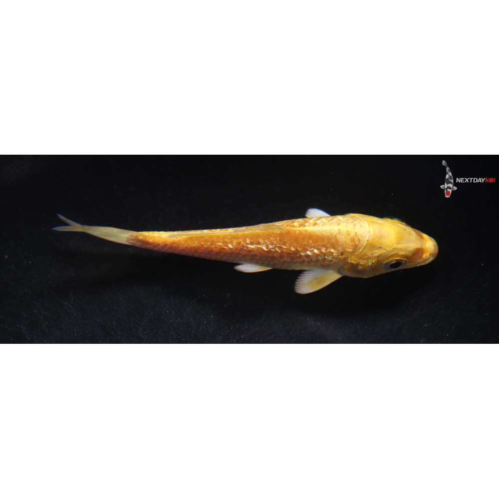 3.5” Imported Gin Rin Yamabuki Ogon