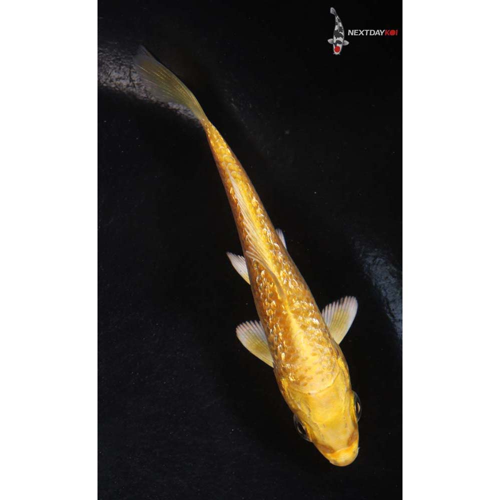 3.5” Imported Gin Rin Yamabuki Ogon