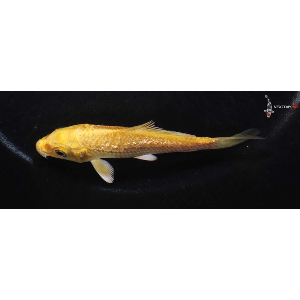 3.5” Imported Gin Rin Yamabuki Ogon