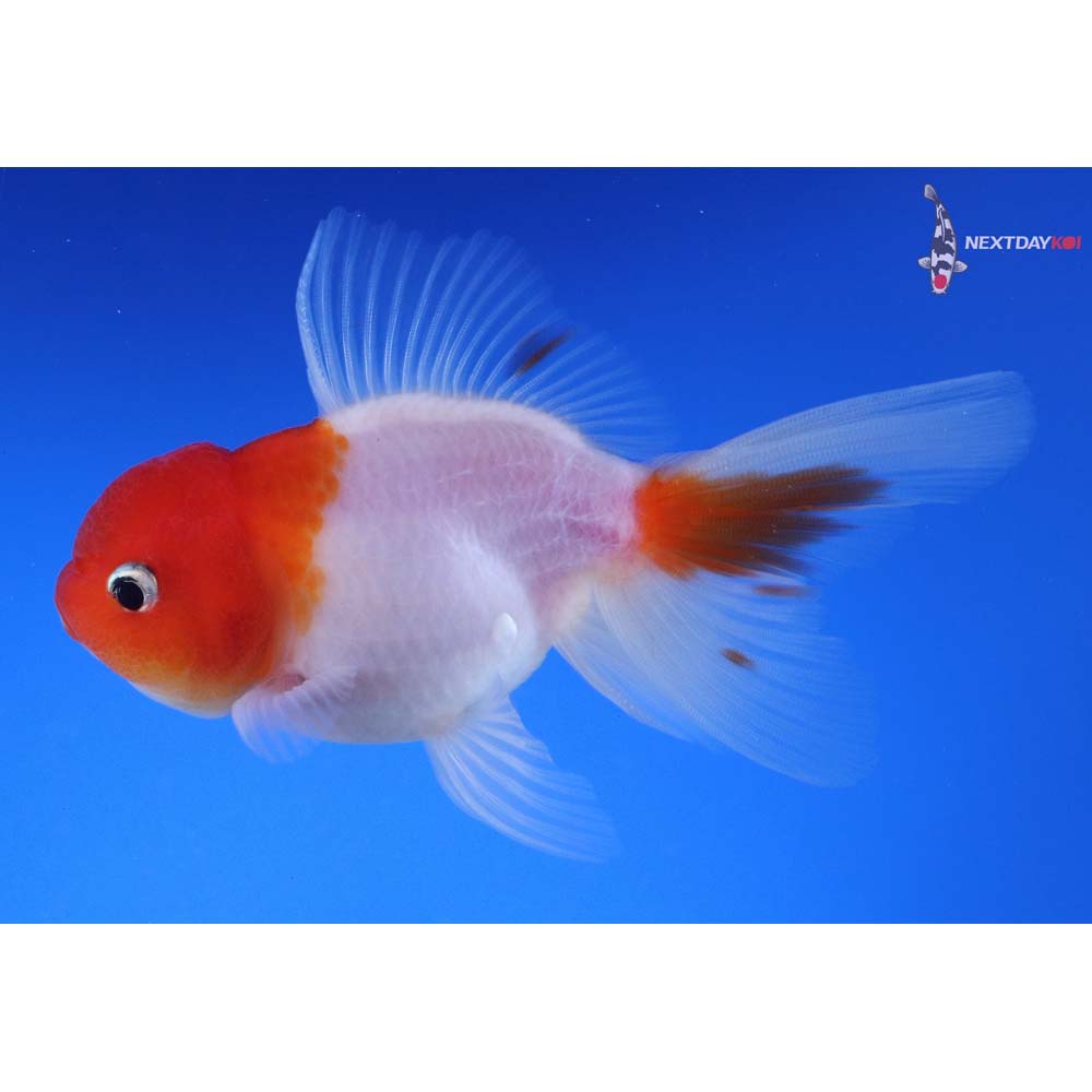 4.5” Imported Red and White Oranda