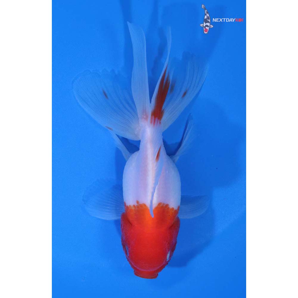 4.5” Imported Red and White Oranda