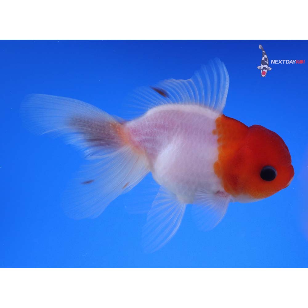 4.5” Imported Red and White Oranda