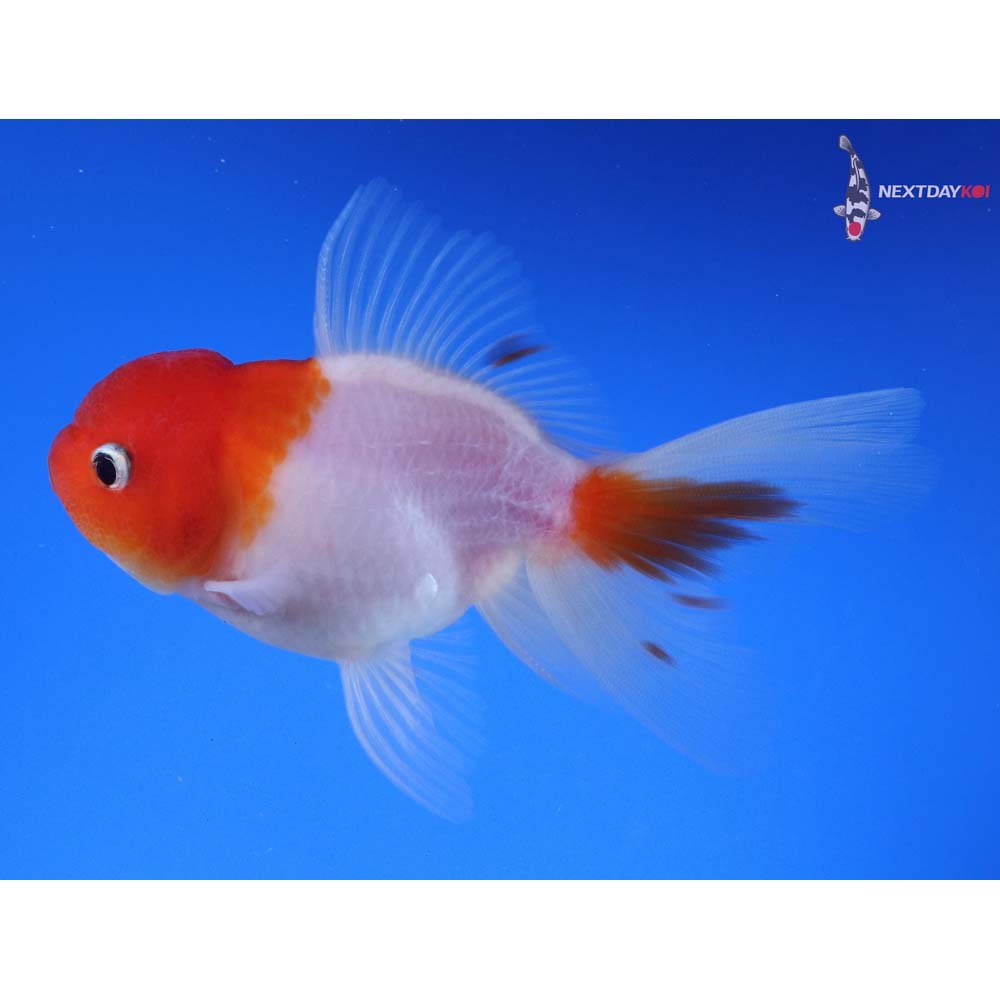 4.5” Imported Red and White Oranda