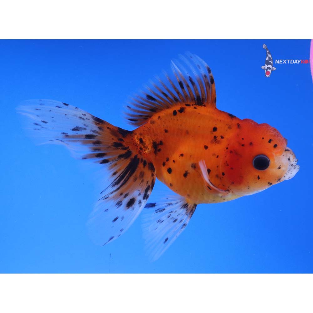 4.5” Imported Calico Oranda