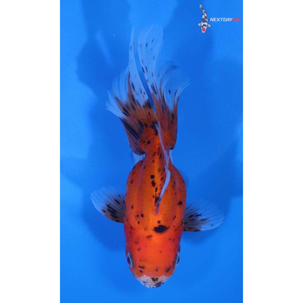 4.5” Imported Calico Oranda