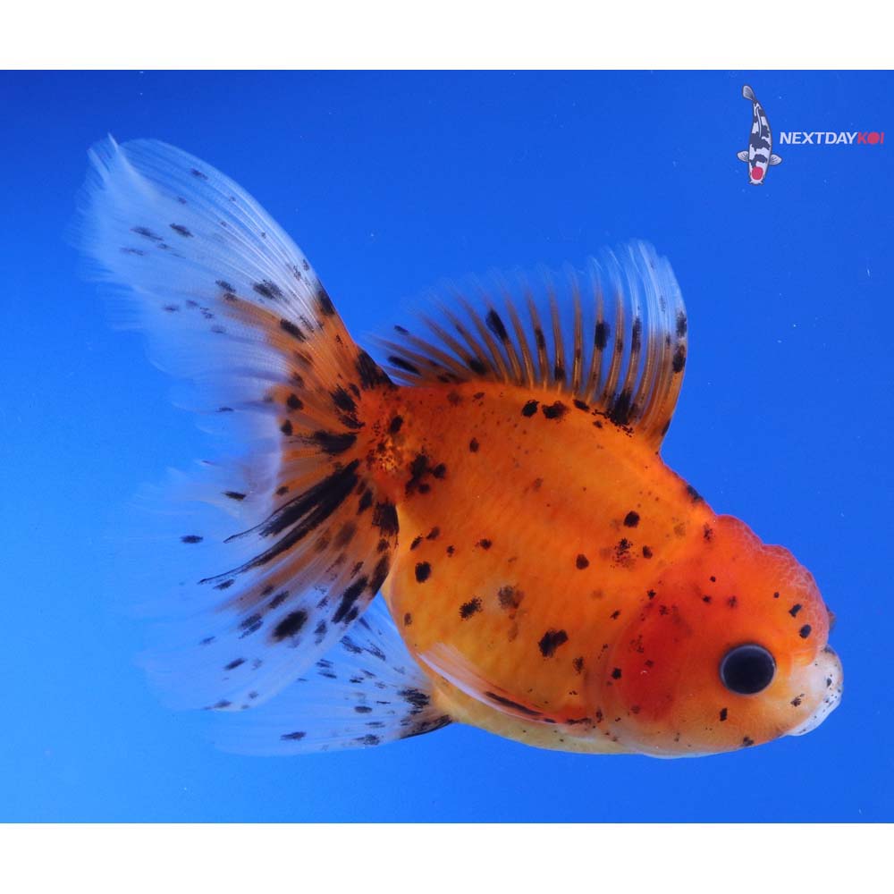 4.5” Imported Calico Oranda
