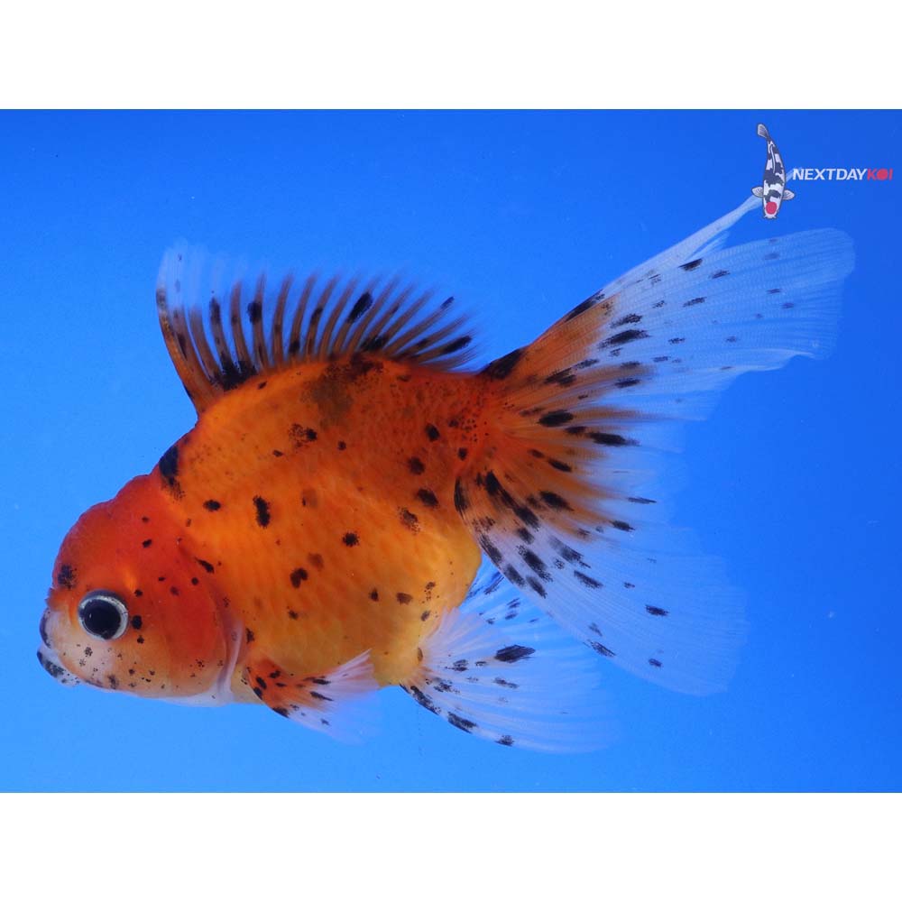 4.5” Imported Calico Oranda