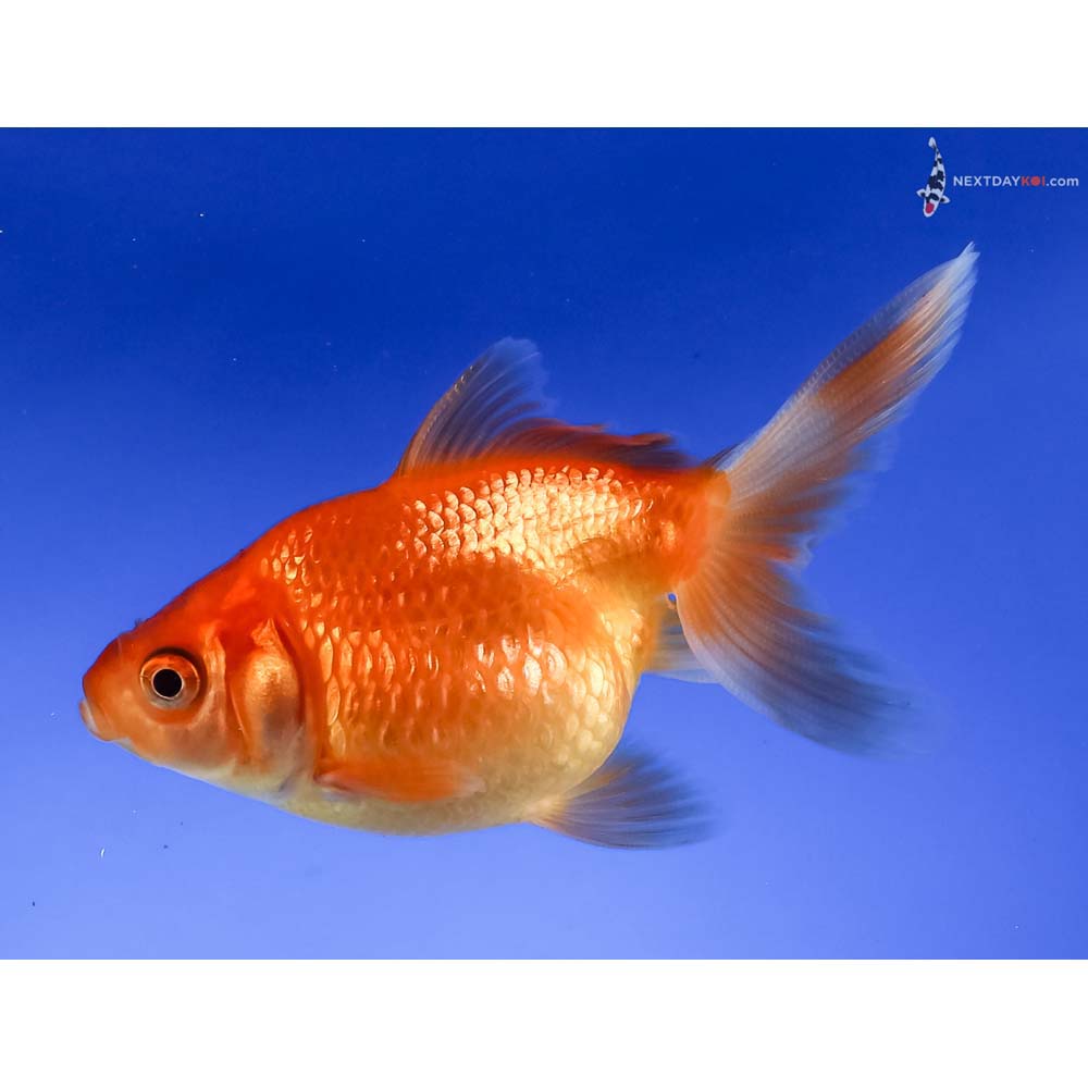 3” Imported Red Pearlscale