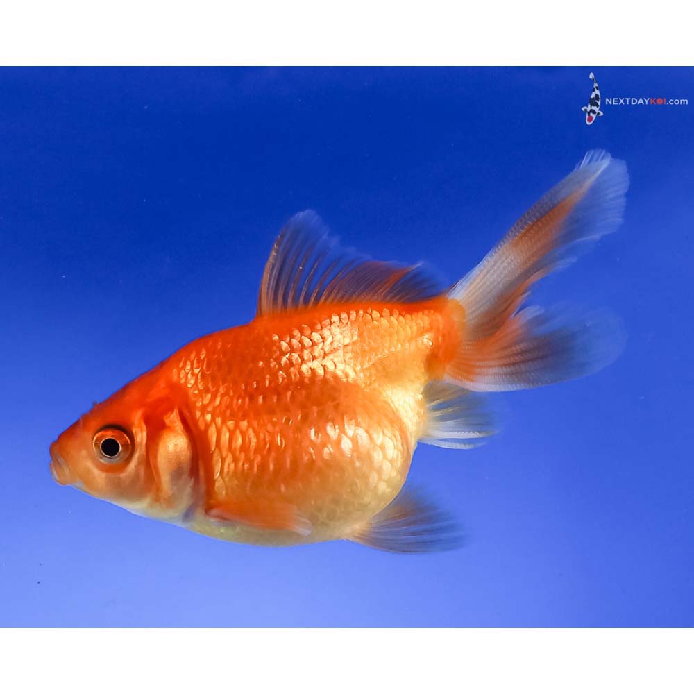 3” Imported Red Pearlscale