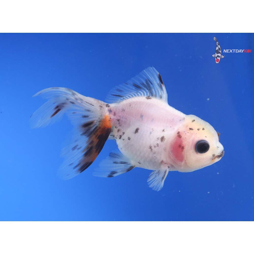 3” Imported Calico Oranda